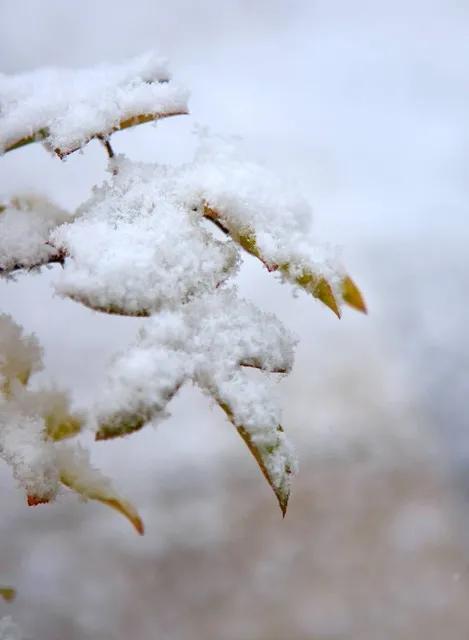 今夜，
下雪了。
风很冷，
夜行的人，
只盼小城雪晴。