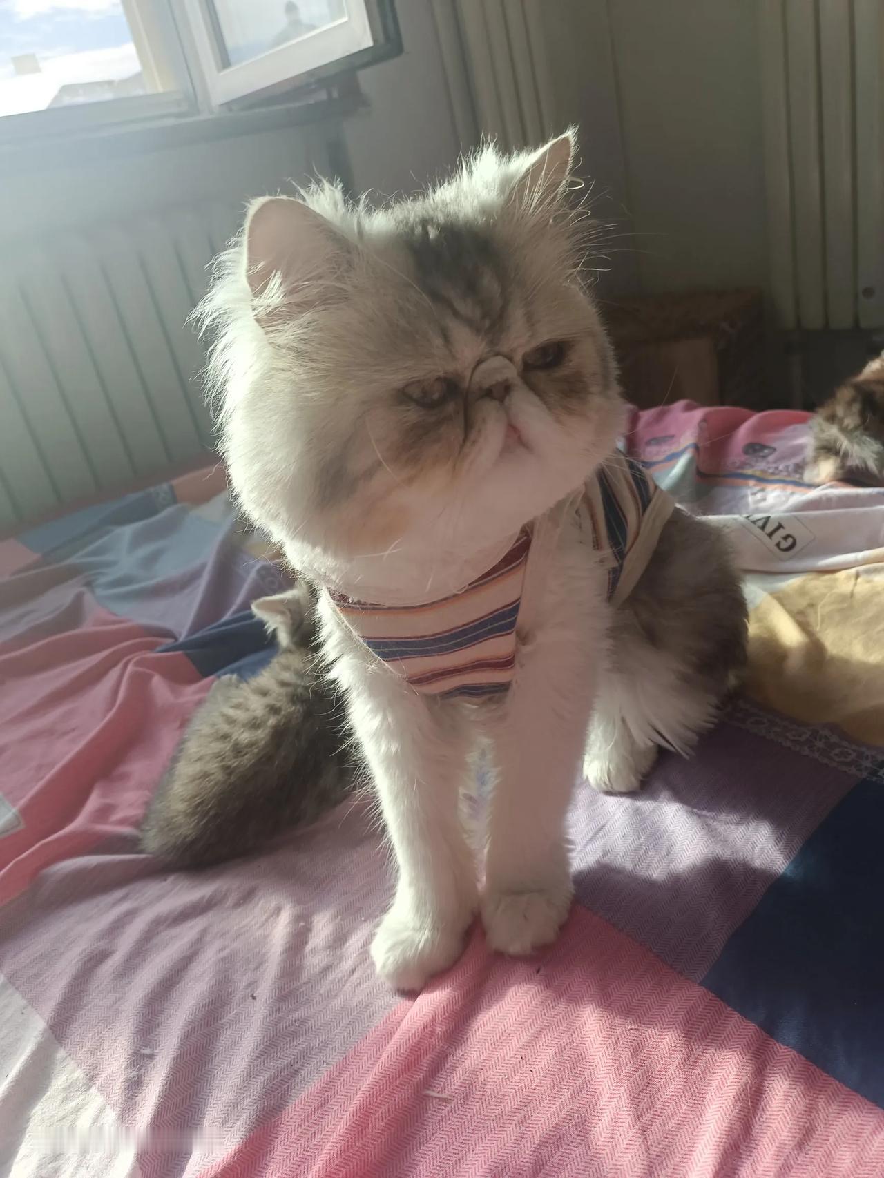 家有小宠物真的很温馨，没有孤独感，我的猫孩会撒娇，也体贴，而且万物有灵，时间长了