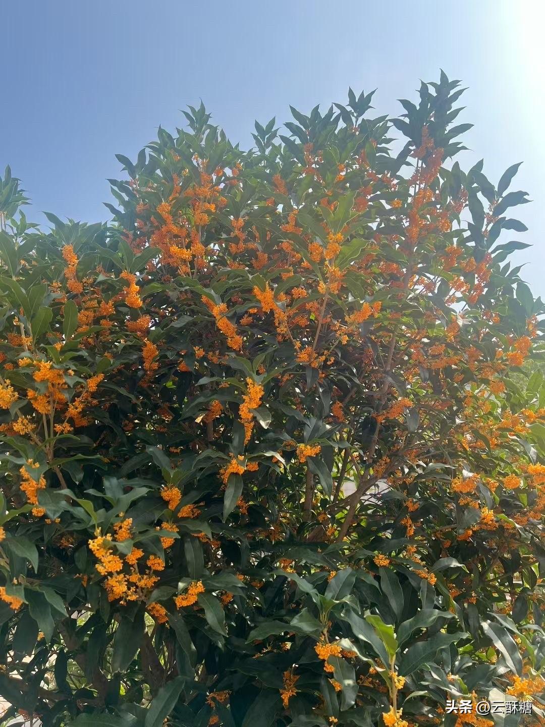 一同事因嫁得好，
年近40 了还有任性的资本，
工作干得不爽不舒服了，说不干就不