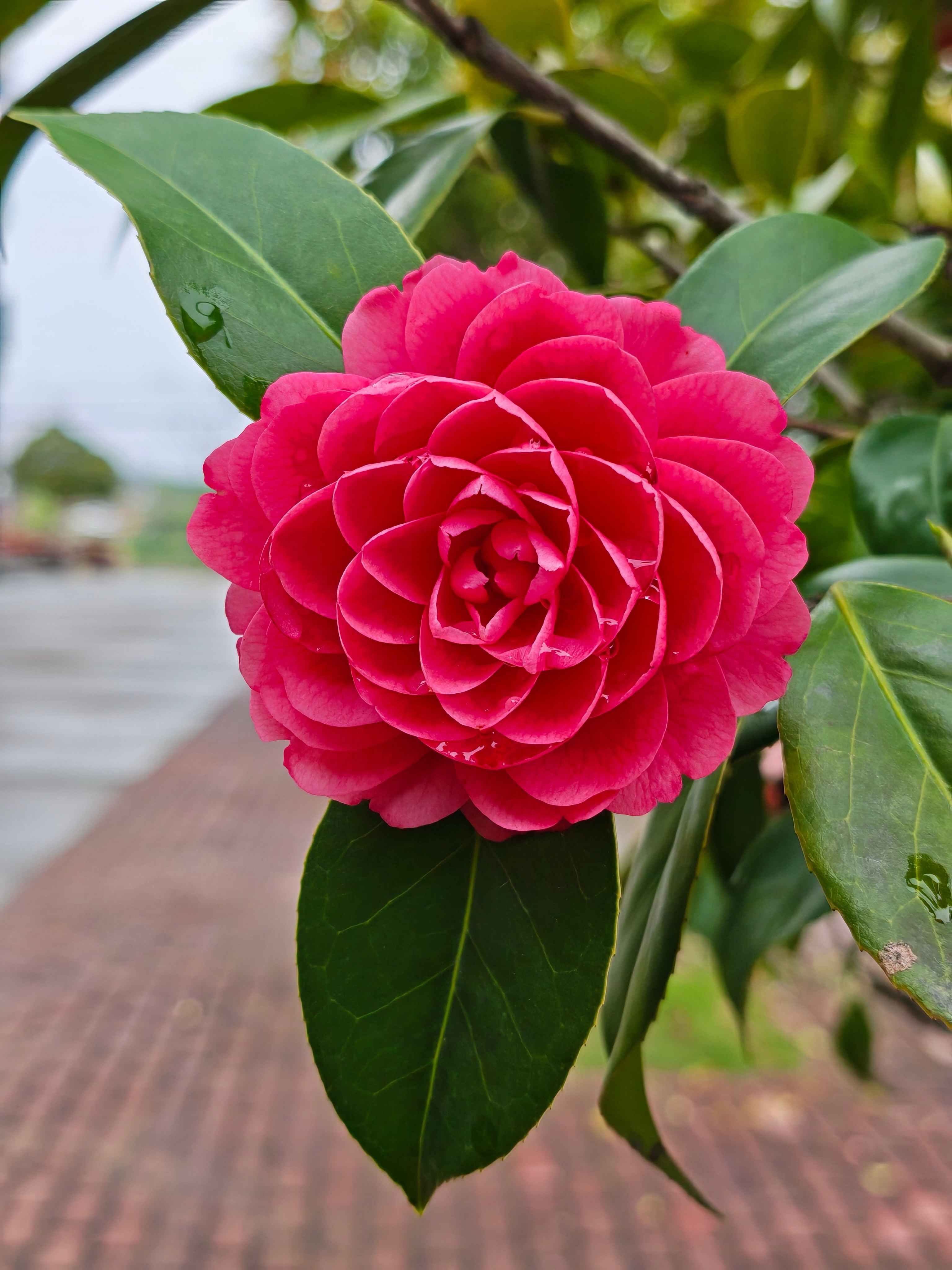 好标致的一朵山茶花春荣耀magic8pro