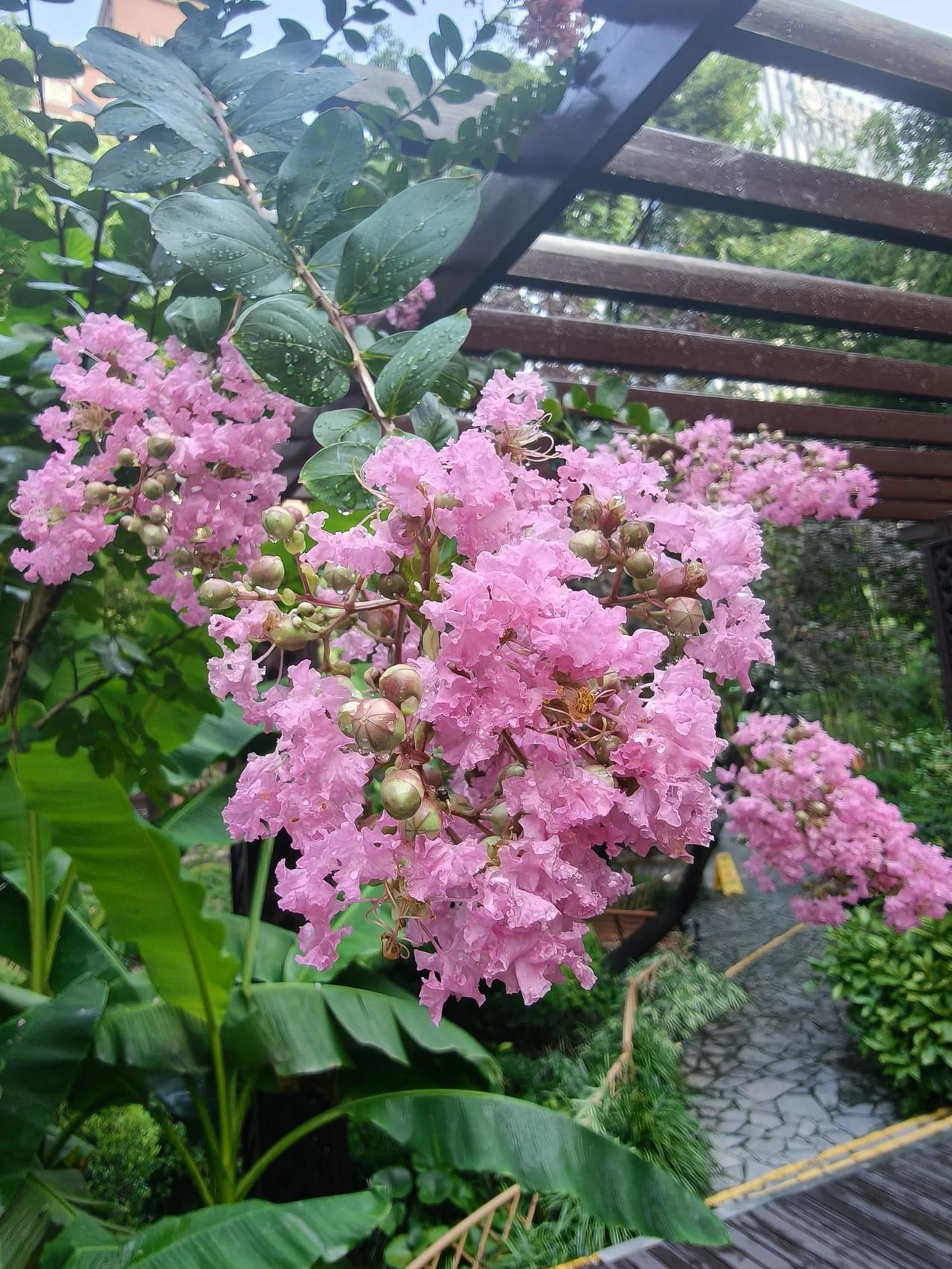 紫薇花开，夏意正浓

粉紫的花瀑垂落枝头，风一吹，连空气都浸满甜香。阳光穿过叶隙