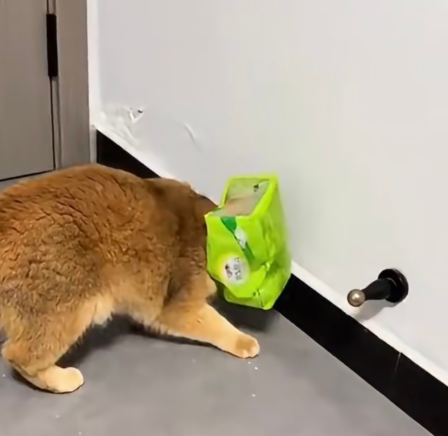 纸箱对猫的诱惑力一个简简单单的纸箱，就能撑起猫咪一整天的快乐。 
