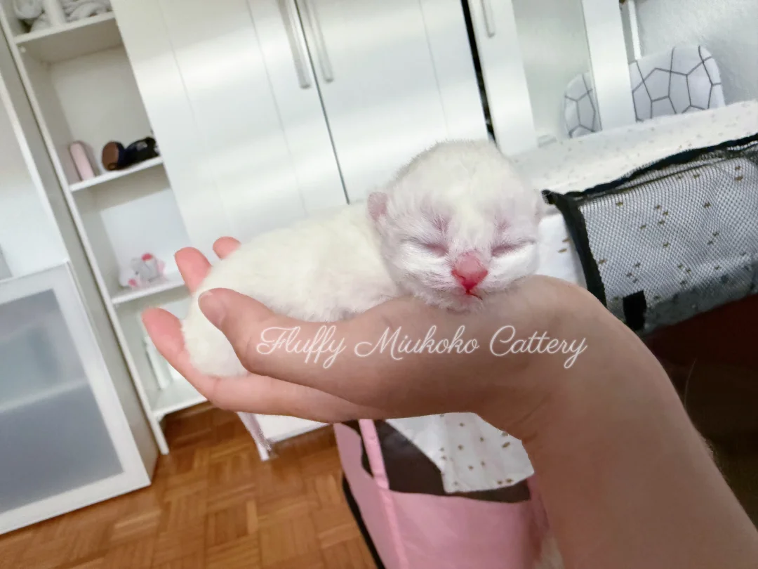🇩🇪小奶猫 宝宝你是一颗小汤圆！