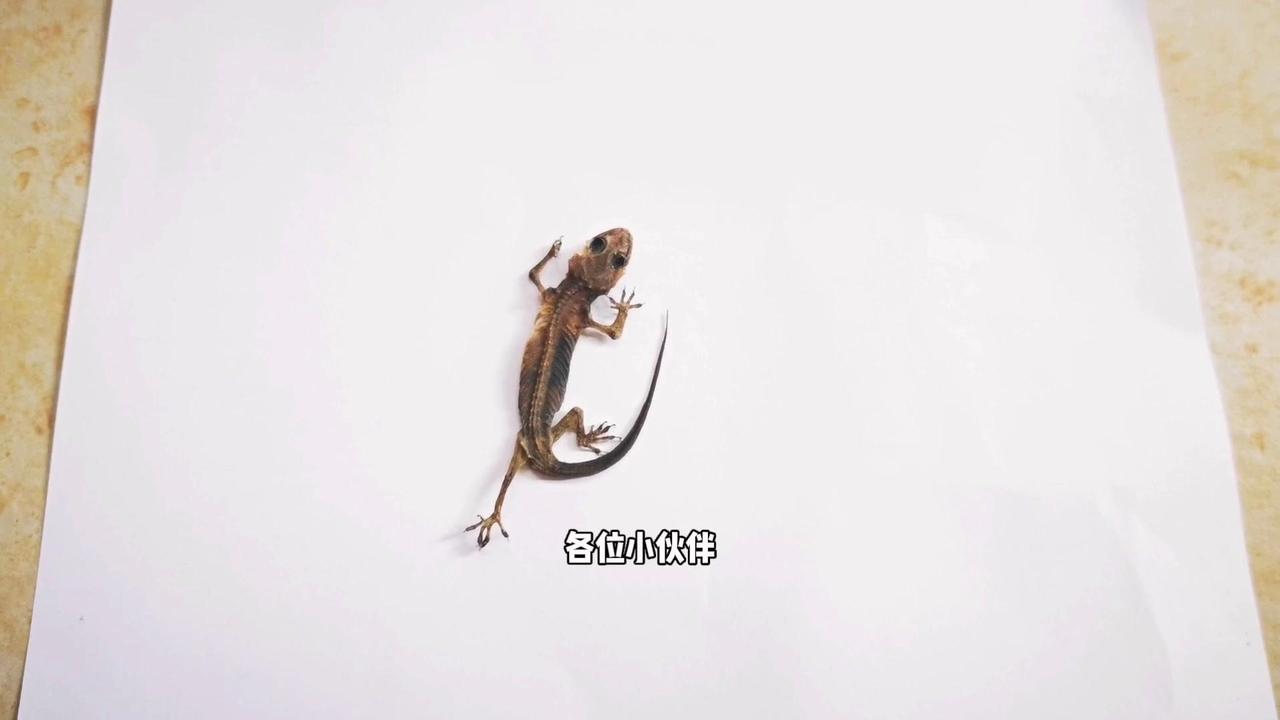 🐸捡到自然风干的壁虎标本？！今天在角落发现个神奇的东西，居然是壁虎标本？！不是