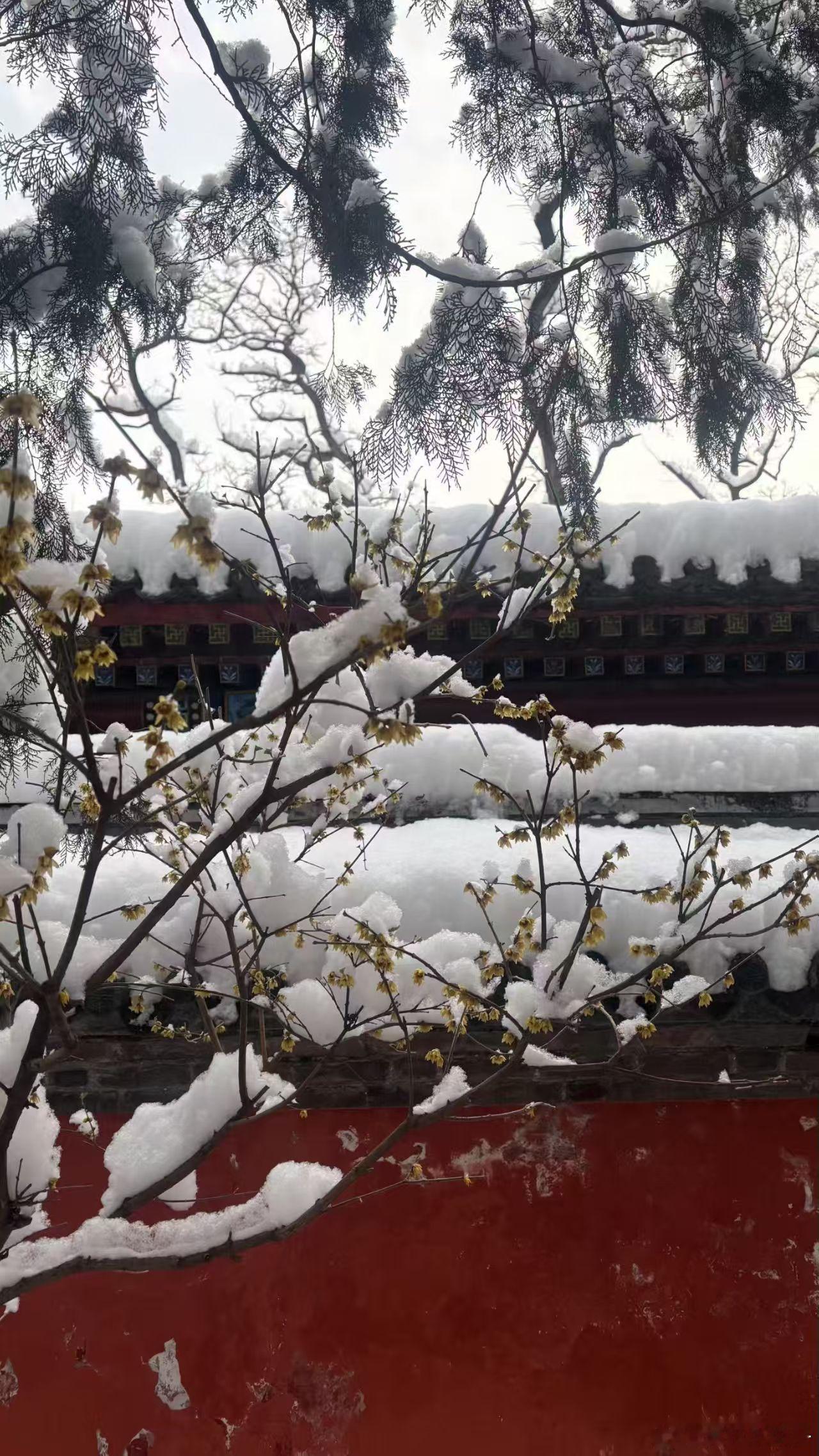 北京下大雪了卧佛寺的腊梅凌雪绽放舒适区都不一样梅花香是本来就香不是经历风雪才香凡