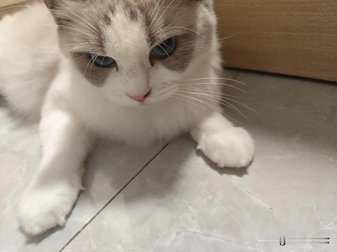 加班晚归粮吃完了，
猫主子直接“冷战”？
这反应笑不活了！
 
    家人们谁