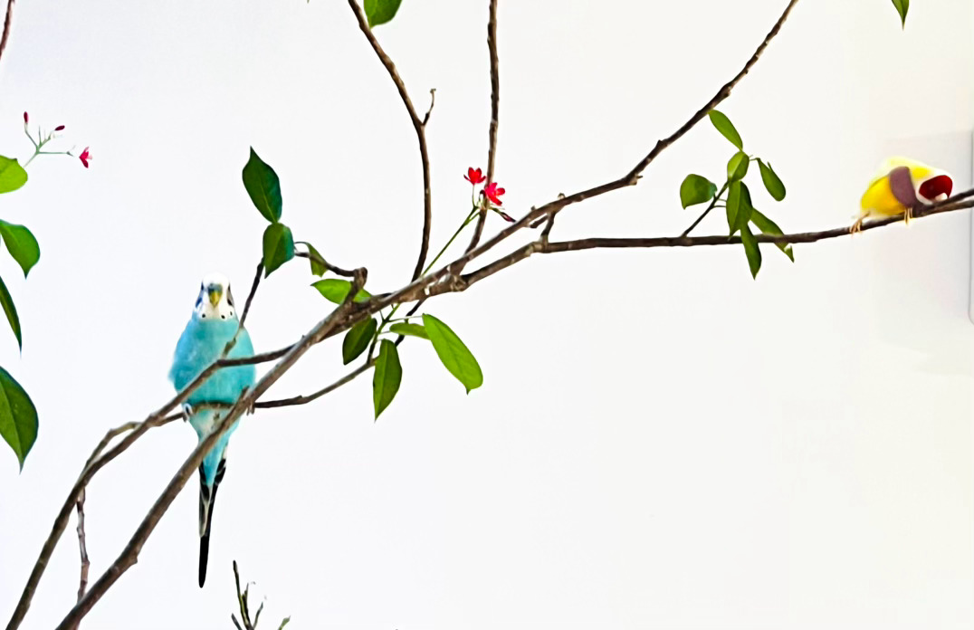 猫宁 🦜东风与他的小哥哥七彩文鸟鸿运，后者在他出生不到50天的时候就开始照顾出