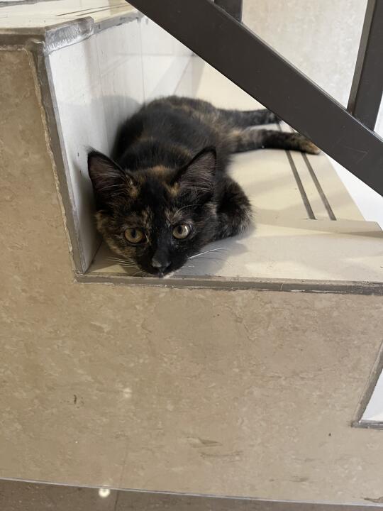 住在楼道里的小猫咪