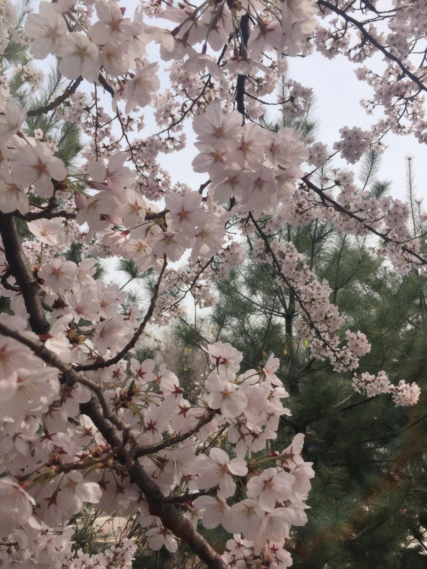 樱花照单身即地狱朴喜珗 