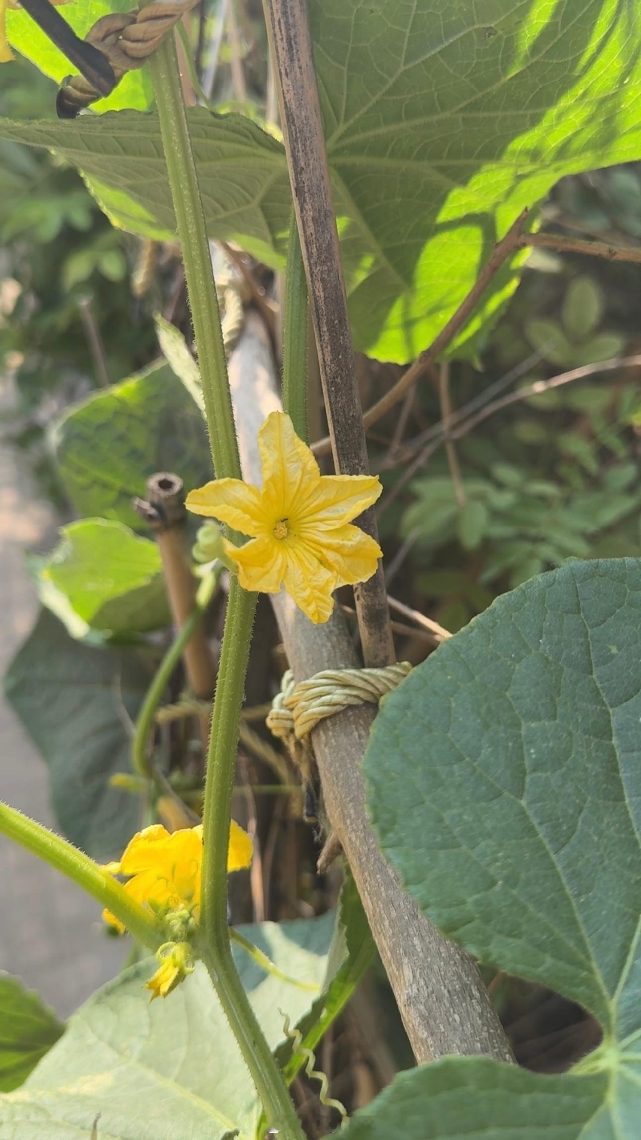小🐜慢慢悠悠的爬到了丝瓜花上太阳晒得花儿们都不怎么支棱了晚安💤睡个好觉٩(๑