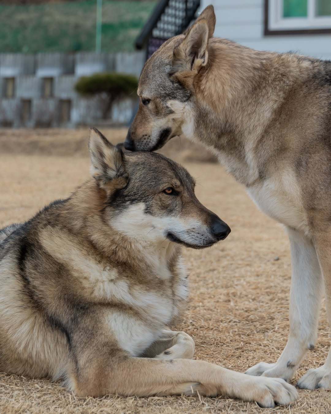 【Jelly & San-ho】  狼犬  犬科动物  啾啾——IG：jelly