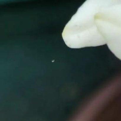 拉培疏 的种植方法拉培疏是鸢尾科冷门球根花卉，花瓣布满白、紫、橙三色纹路，花香清