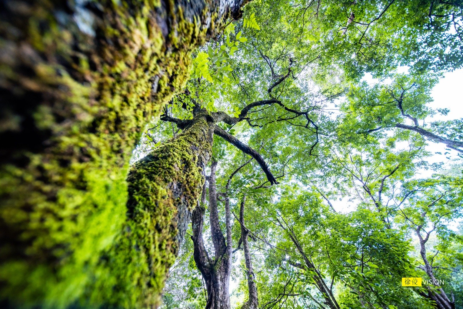 千年茶林 世代守护🍃㊗️贺#景迈山申遗成功 ​​​