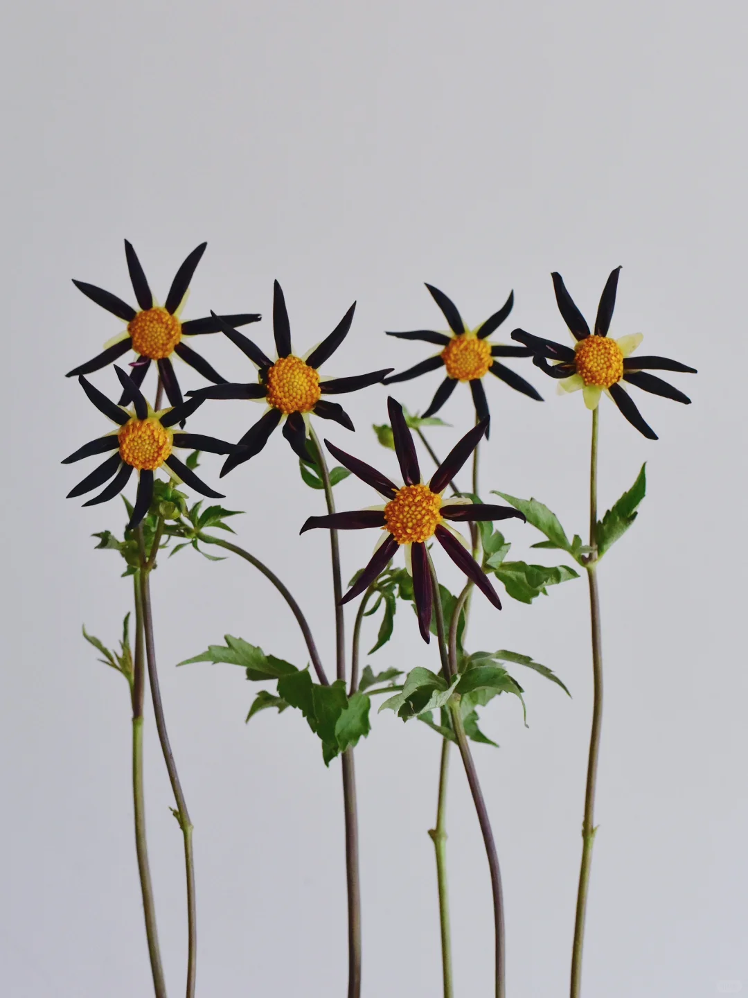 大丽花· 维隆黑眼圈