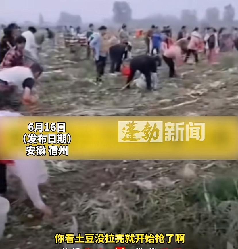 安徽某地发生大规模抢土豆事件，人家种植户还没拉完，他们就拿袋子装，实属不应该。近