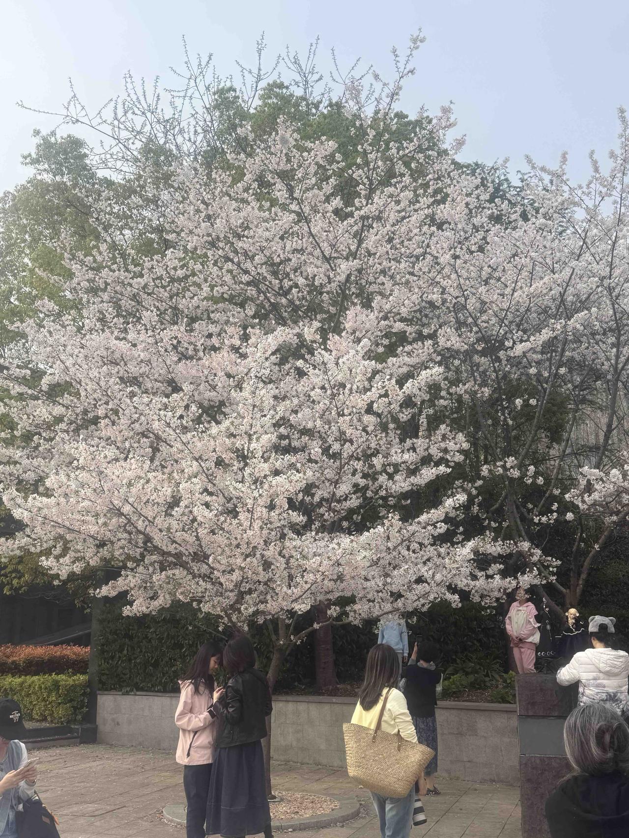 长风生态商务区，光复西路这条花径小道，100多株染井吉野樱迎来全盛花期，狭长的花