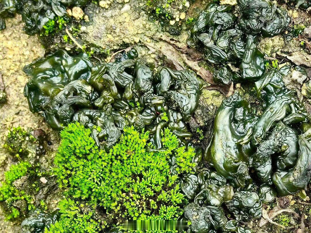 名字带“屎”的天下第一鲜，这种东西叫雷公屎，又或者叫鼻涕菇、地耳、地母…其实它是