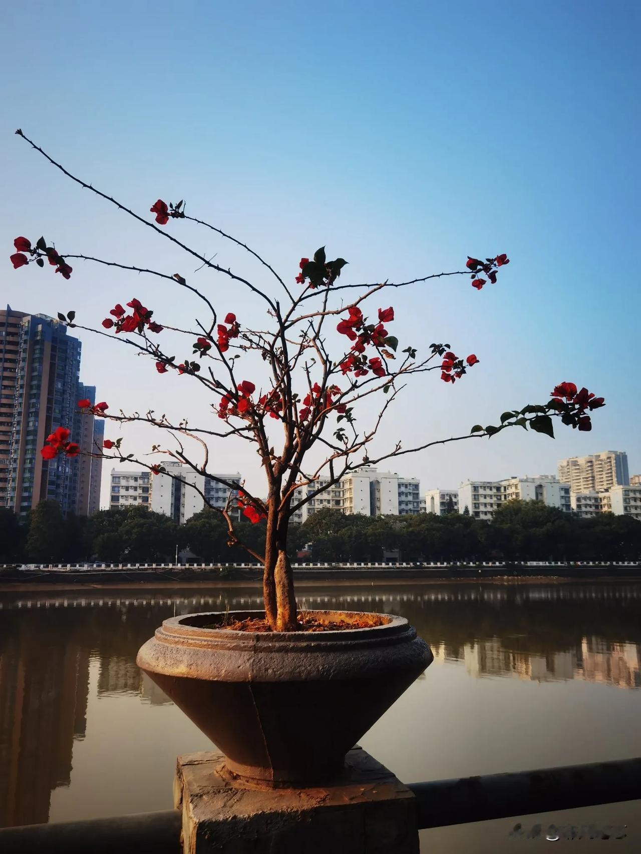 晒图笔记大赛江畔的三角梅，开得正艳，它们的美丽和坚韧，就像一首优美的诗，让人感到