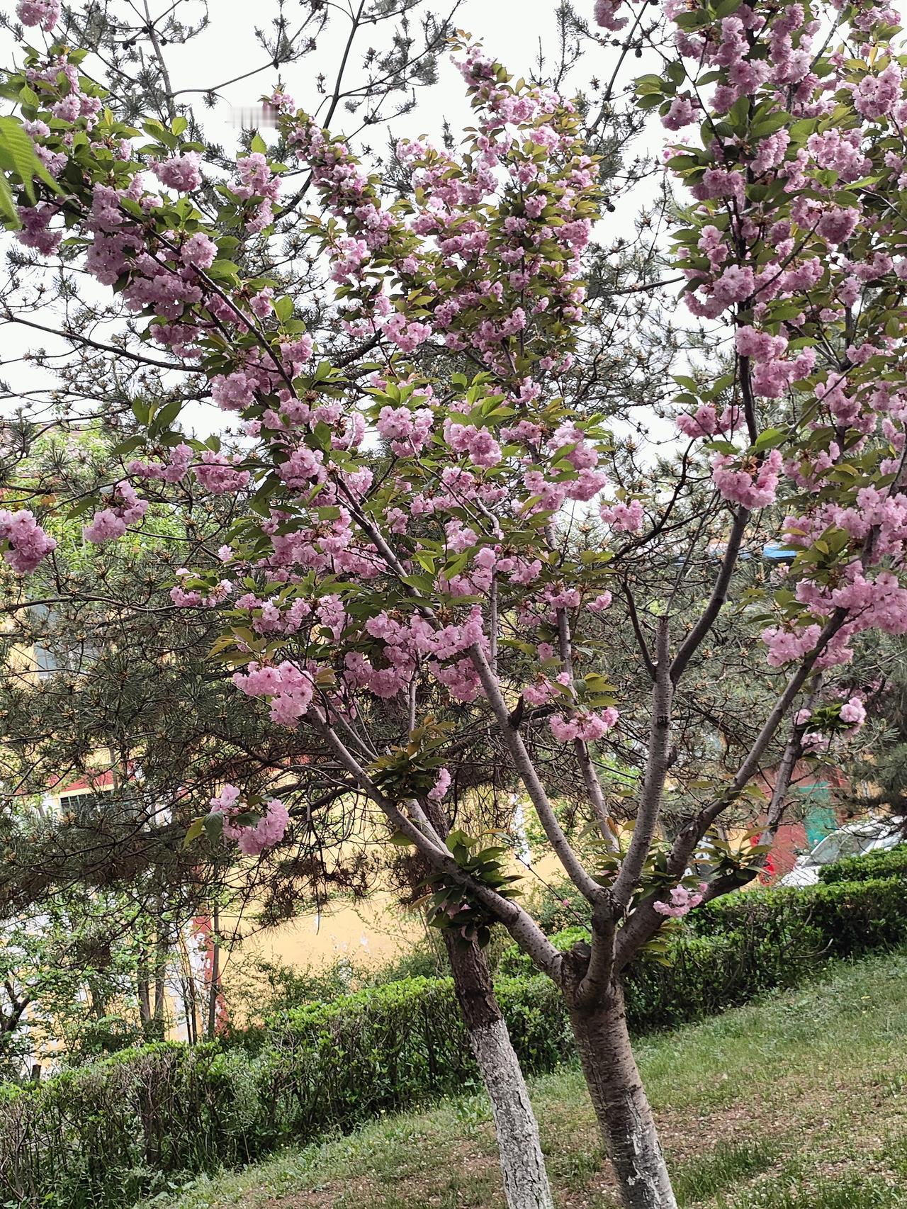 分享你随手拍的风景春日的温柔，都藏在这一树繁花里。风拂过，花满枝，慢下来，感受生