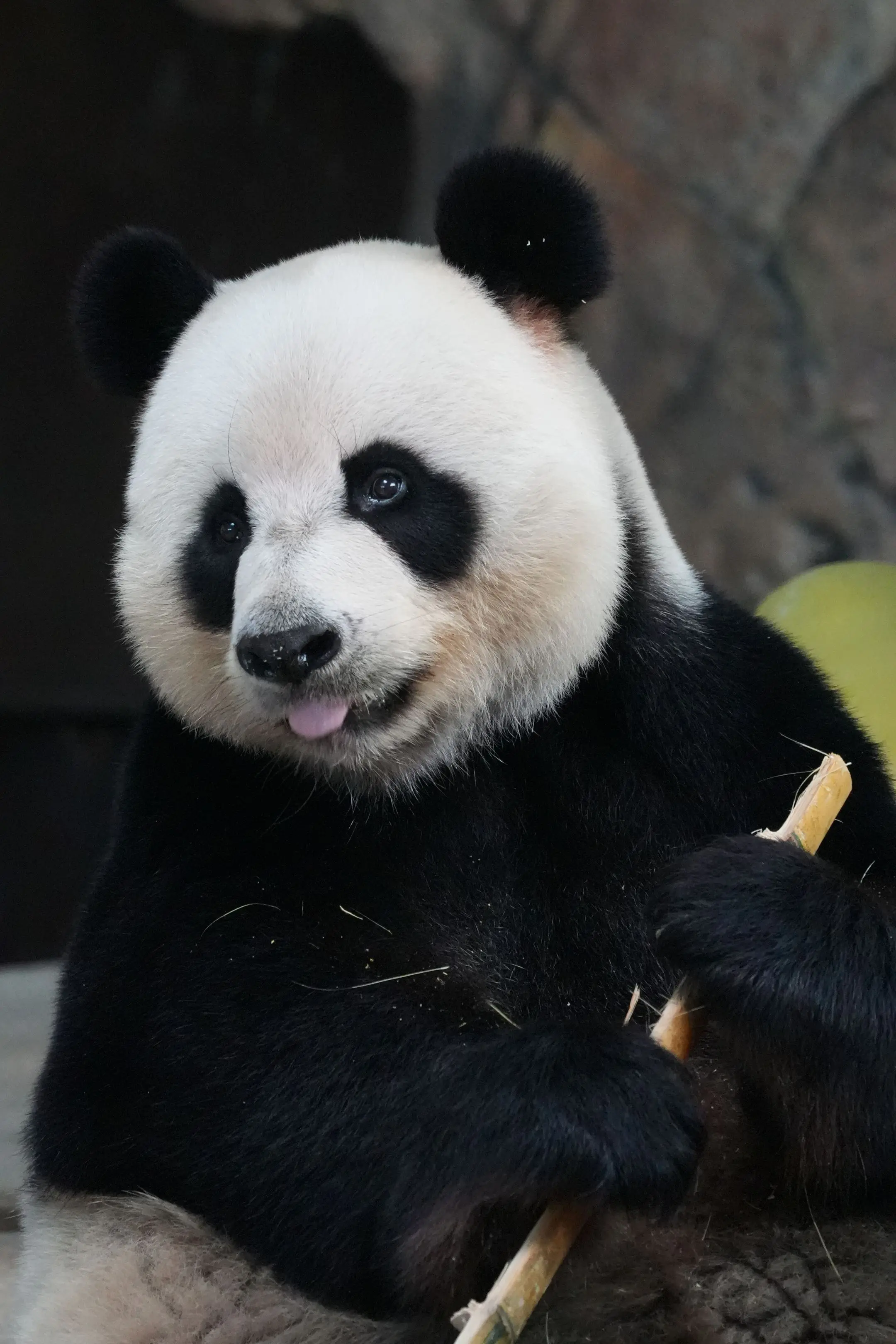 帅帅：我知道我好靓仔。