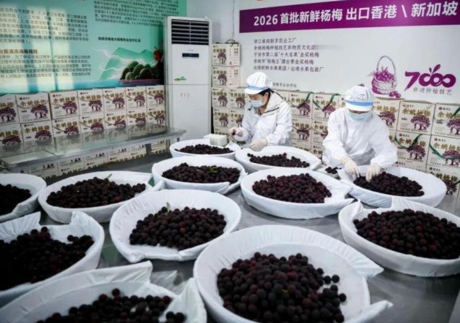 大家现在买杨梅是助农，福建漳州曝违规浸泡杨梅后，很多农户成了受害者，他们的杨梅并
