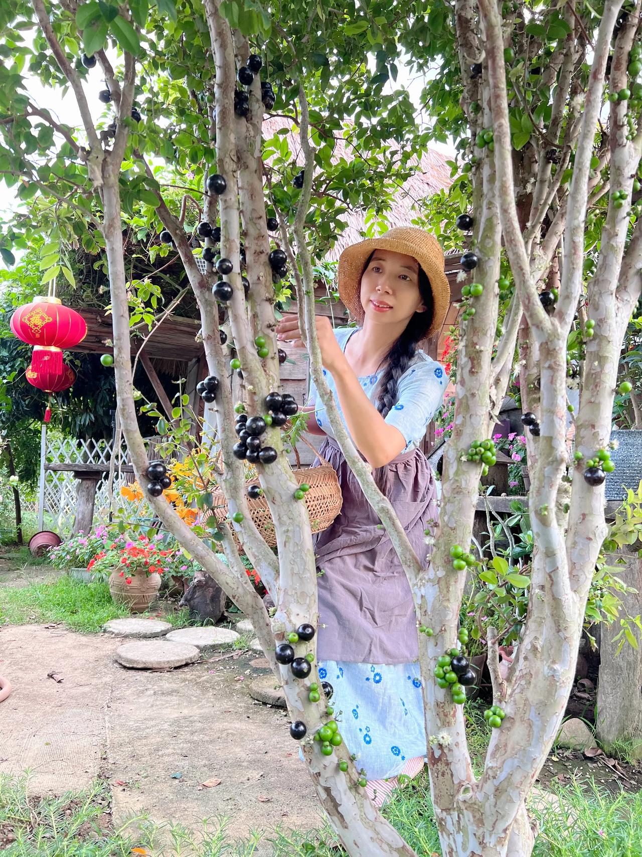 梦里的童话在生活中…..
屋门口的树葡萄熟了