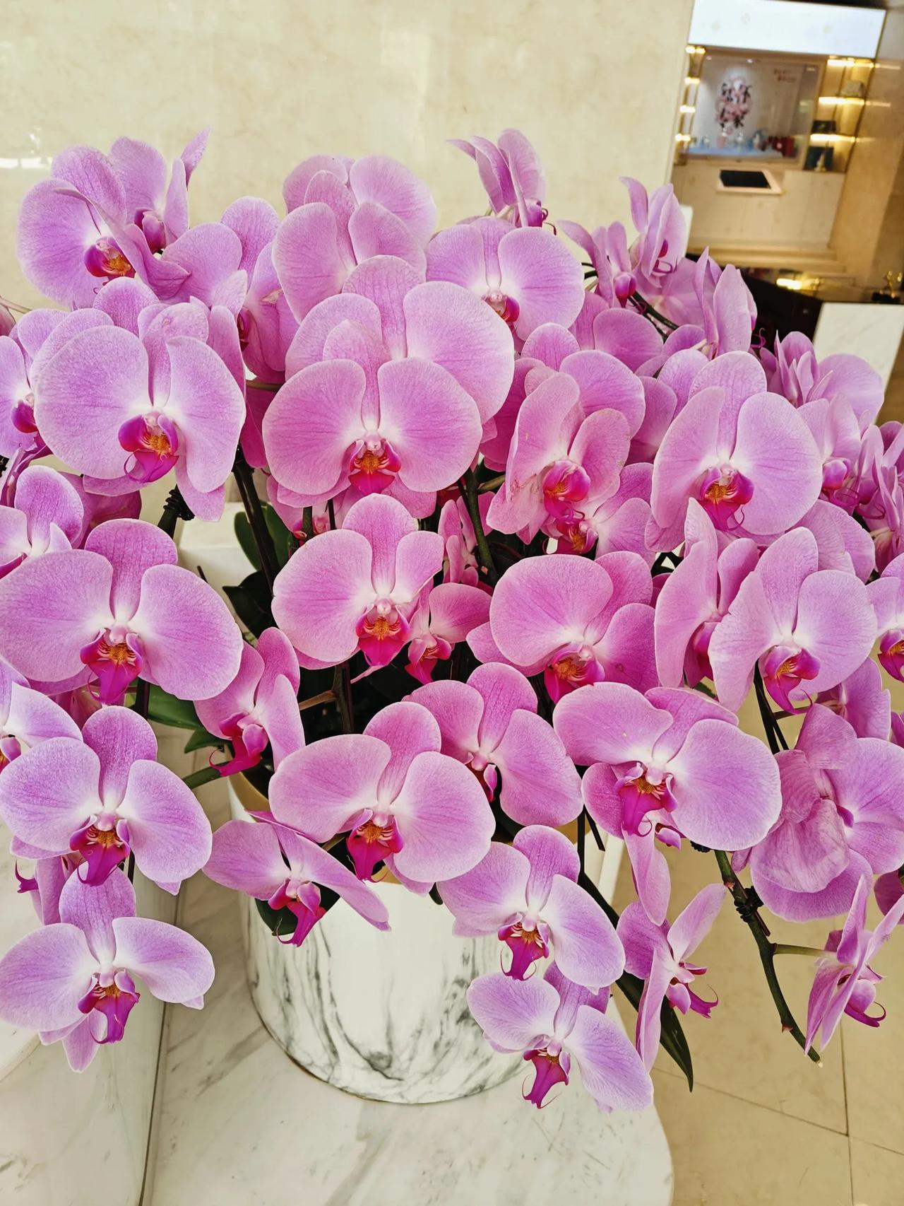 随手拍的花分享