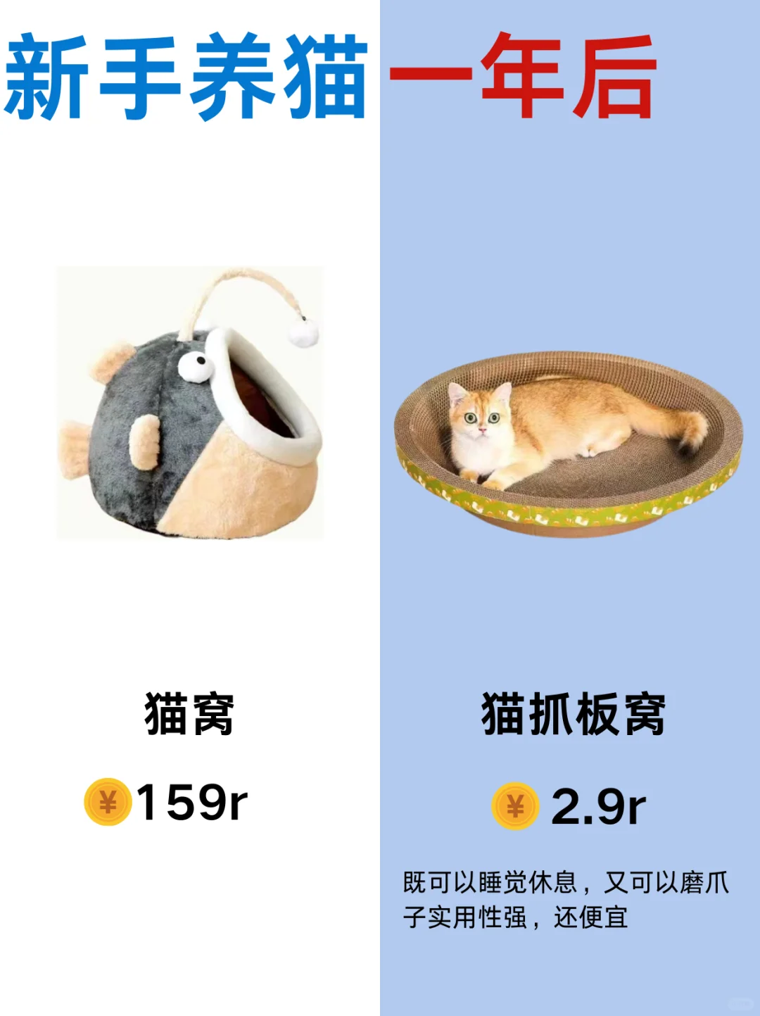 🐱新手养猫与一年后的变化。😺