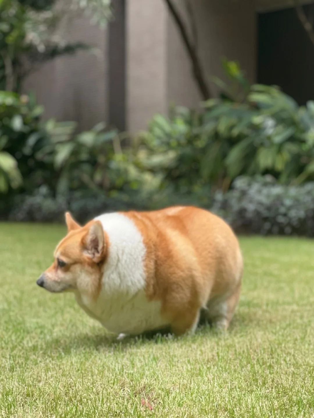 这就算放在猪届也是相当炸裂的