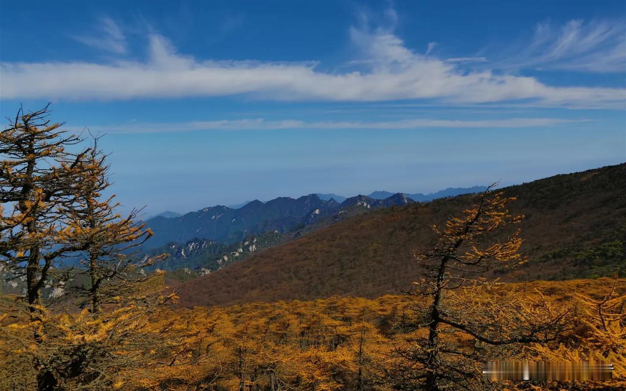 山巅之上，红叶满山。汉中山区冬景。