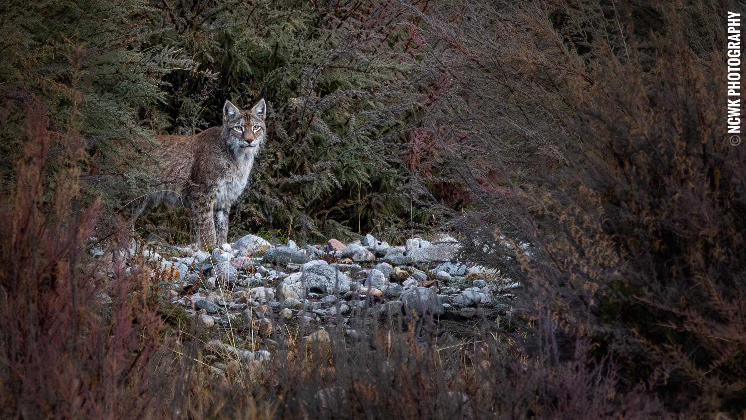 欧亚猞猁2026.9/ 青海很多次猞猁的出现都是光最奇怪的时候，雨濛濛的早上或者