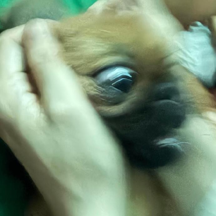 为钉妹花生🤣🤣🤣曾舜晞吴老狗