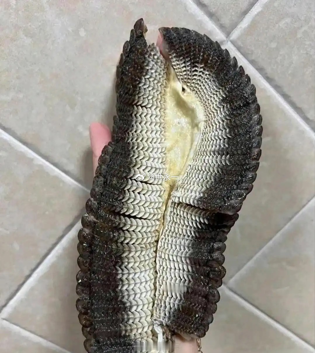 我敢打赌北方人吃过这个美味的不多 