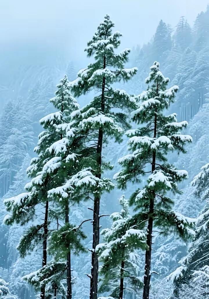 雪压青松挺傲骨，
风吹翠柏斗寒霜。
横批：《挺斗》