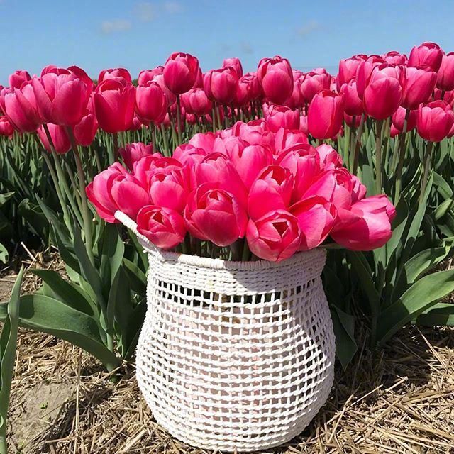 心情不好的时候去花园逛逛吧    ｡◕‿◕｡ ​​​​随手拍美景 ​​​