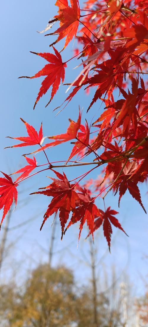 冬雪覆青松。诚对上联