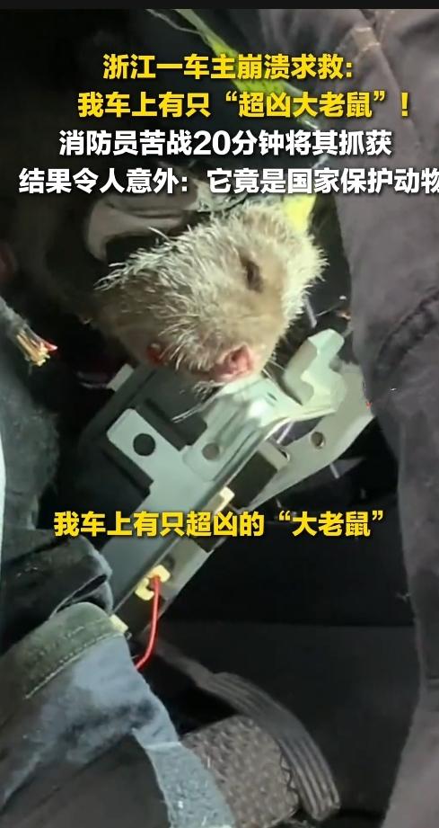 吓懵了！车里钻进"凶鼠"，消防员手套都被咬穿，一查身份不一般！
 
杭州车主突然