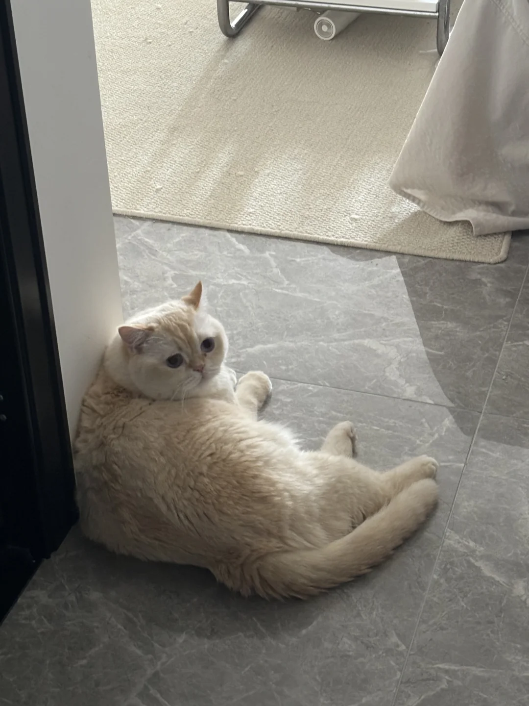 胖宝宝，把37的拖鞋显得像玩具