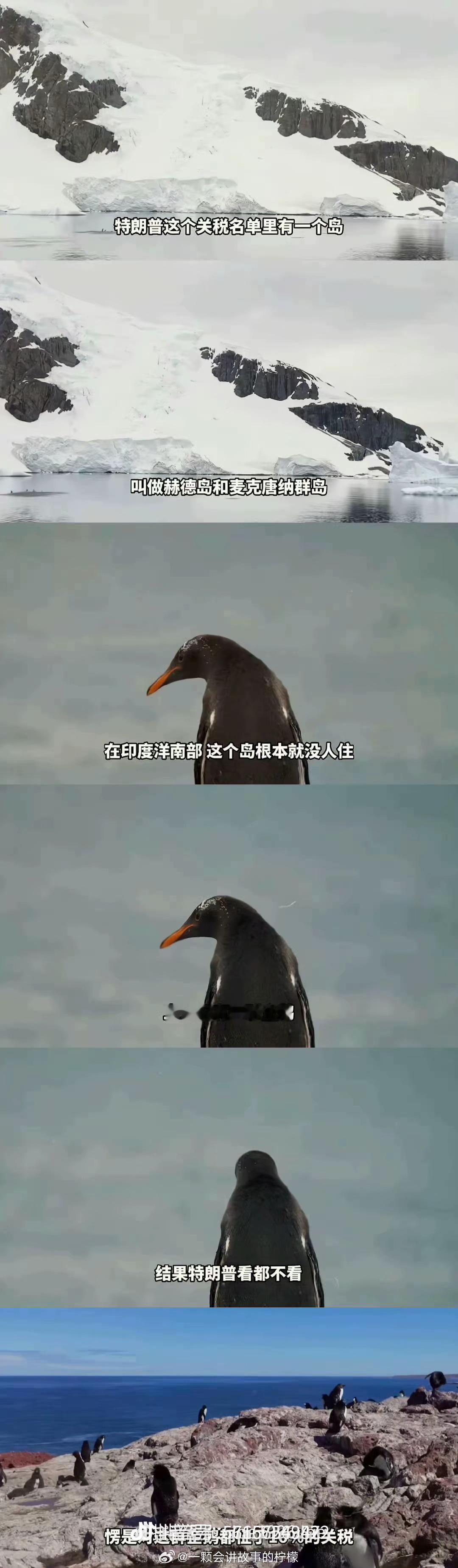 这是真的吗？哈哈哈哈哈哈哈，怎么还霸凌企鹅呢？哈哈哈哈哈 ​​​