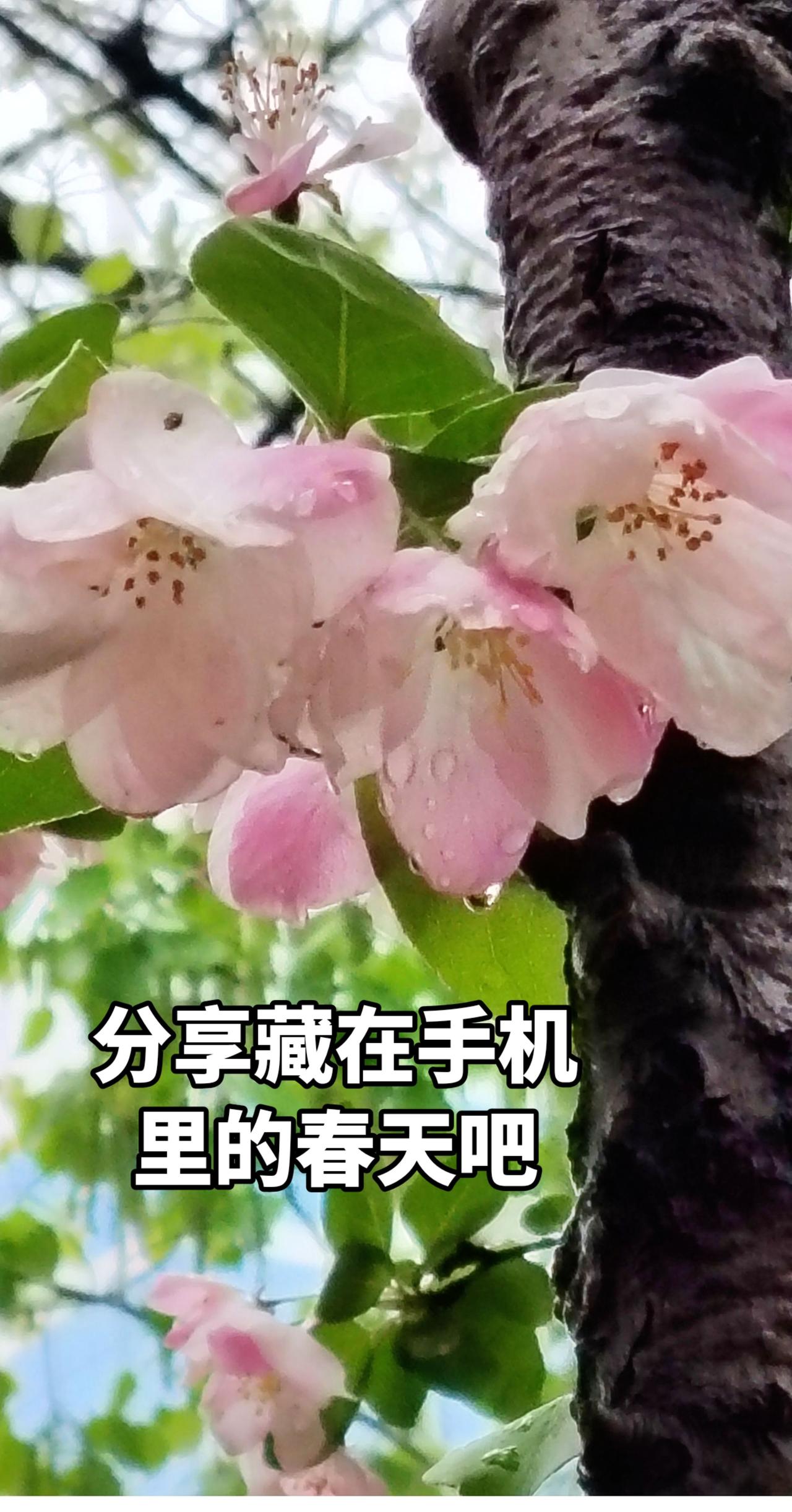 真实生活分享计划 用镜头捕捉花的温柔 我的摄影日记，拍花成画
