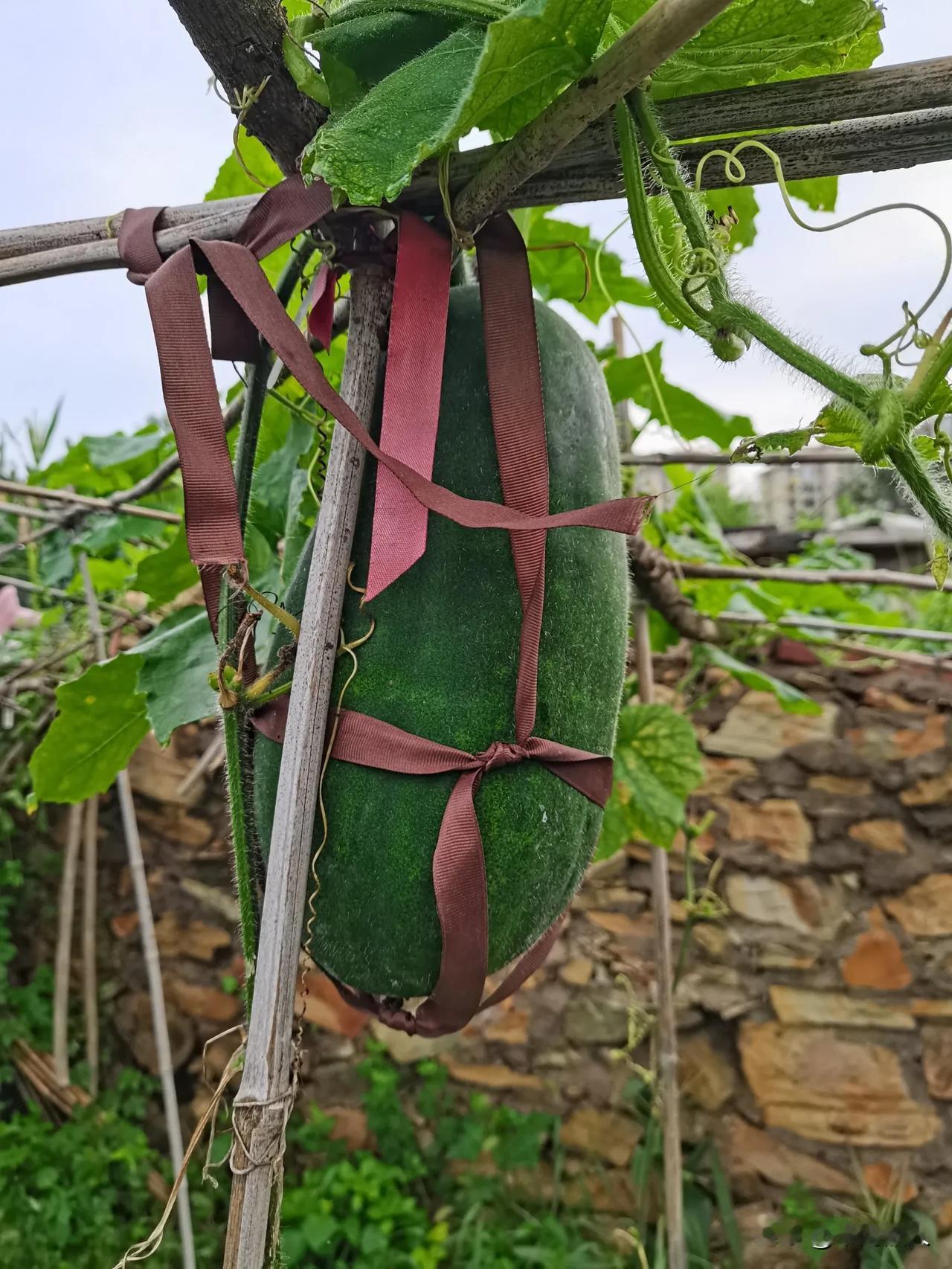 56k，每k微头条也就0.5元左右，所以不会超过15元。建议以后改写文章，每K都