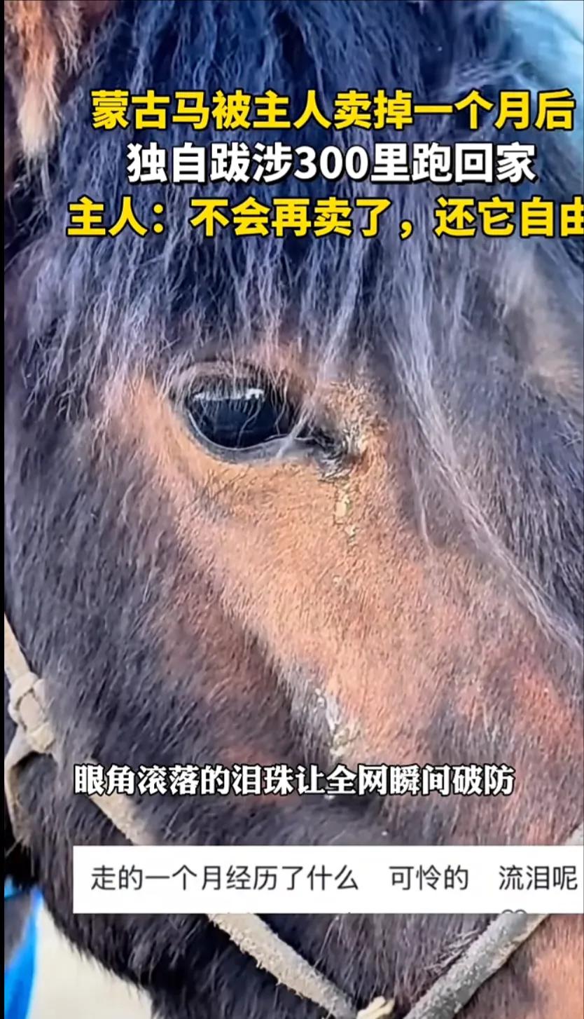 看哭了！内蒙古锡林郭勒草原上，一匹蒙古马被主人卖掉一个月后，居然跨越300公里，