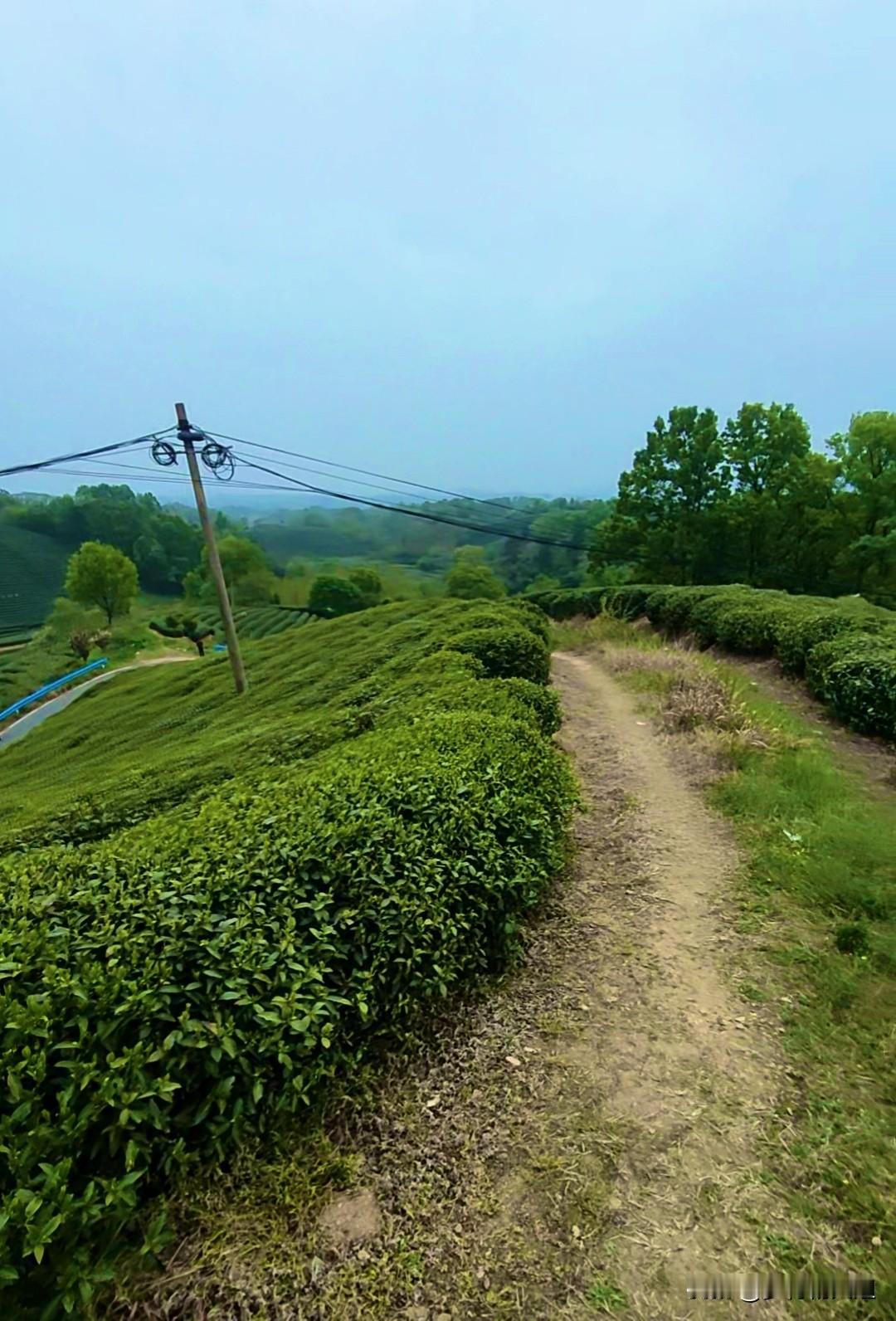 我在山区采茶的日子，信阳毛尖
今天采茶，天气很友好，不冷不热，还没太阳，

早上