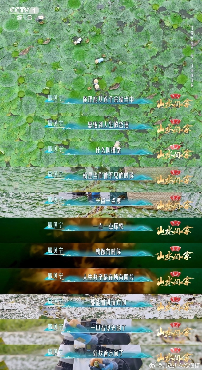 水田挤满了抹茶甜筒你可能吃过但不一定认识 满塘 “抹茶甜筒” 超吸睛！原来常吃的