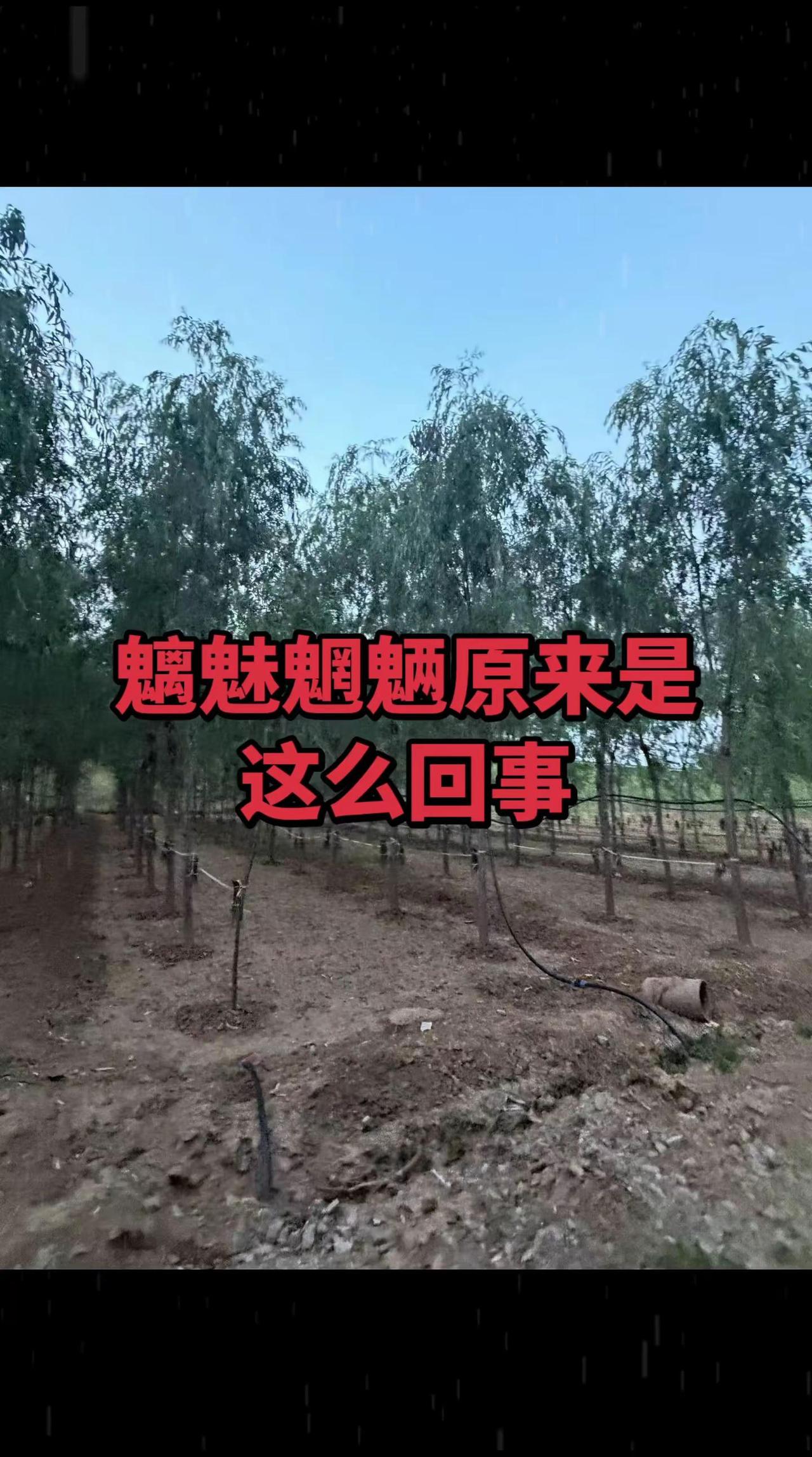 暧昧魍魉追到根上，原来是武大郎犯的错