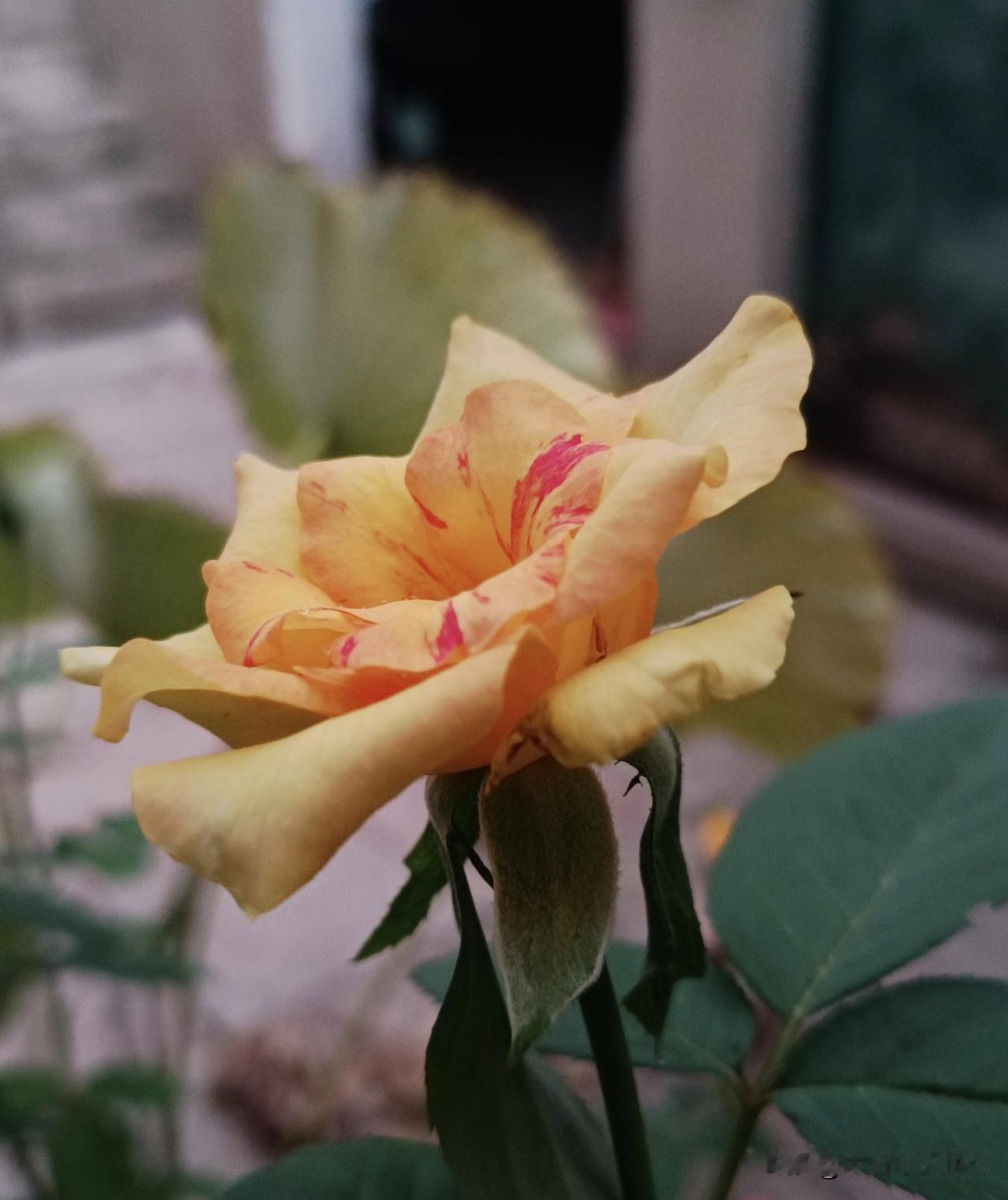 图片描述？
暖黄为底的月季花瓣舒展柔和，瓣间晕染数道嫣红斑纹，似丹青随性点染。花