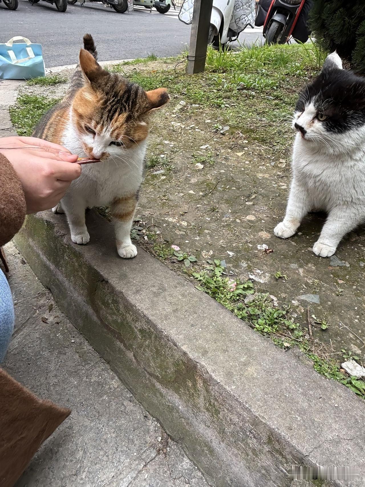 看着这段视频真是给我逗乐了，三花猫正乖乖低着头，美滋滋地啃着美味的猫条，吃得正香