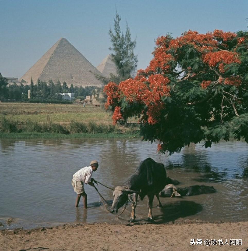这是1962年，一位不知名的摄影师拍摄的埃及吉萨金字塔！
这张图最神奇的地方你知