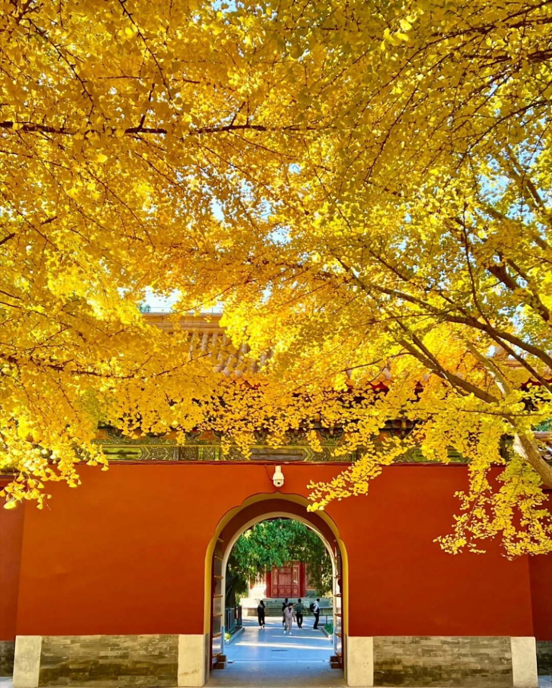 10月最后一天一转眼，已经到了10月最后一天，北京的树叶已经黄了，随风飘落中。早