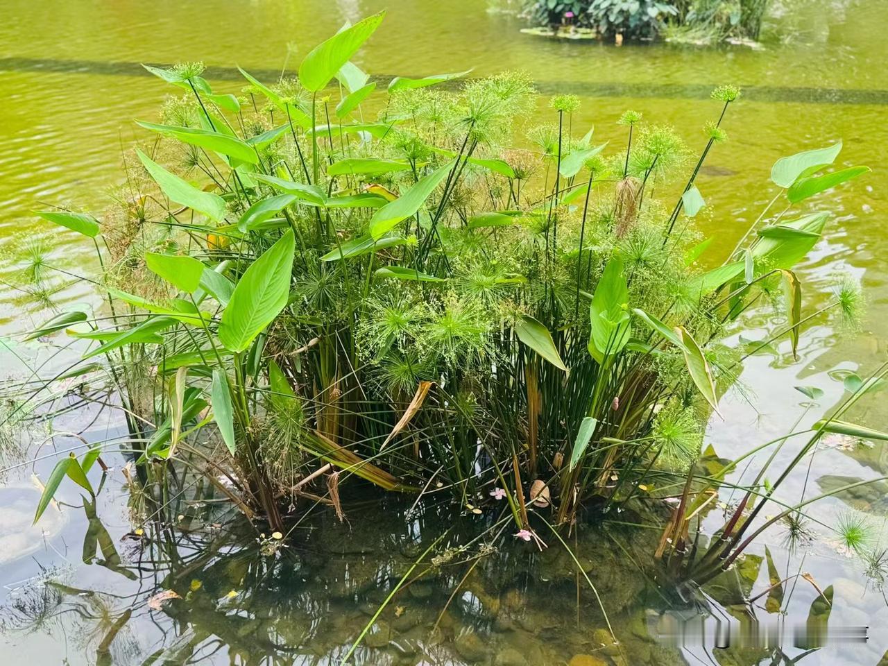 [锦鲤到来]有些水果闻着香，实际味道一般

夏天逐渐来临，市面上的水果越来越多，